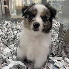 Mini Australian Shepherd