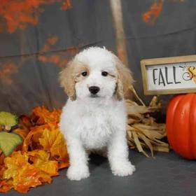 Cavapoo