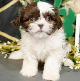 Shih Tzu