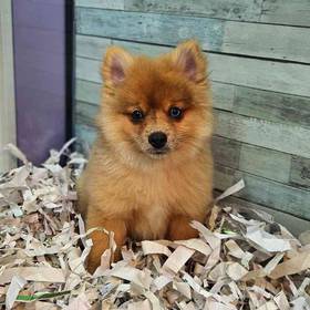 Pomeranian