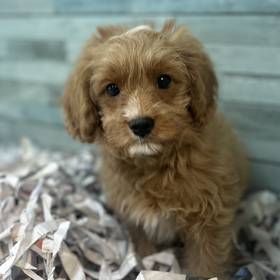 Cavapoo