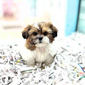 Shih Tzu