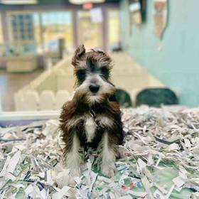 Mini Schnauzer