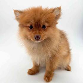 Pomeranian